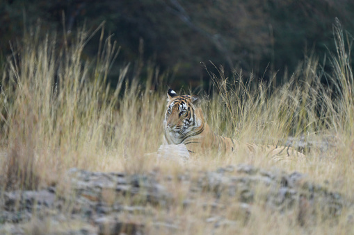 Tiger lurking in the grass in Ranthambhore