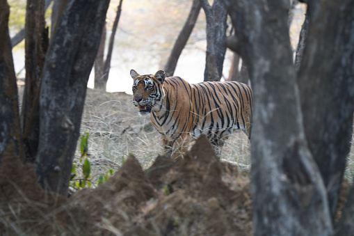 Tiger on a hunt in Ranthambhore