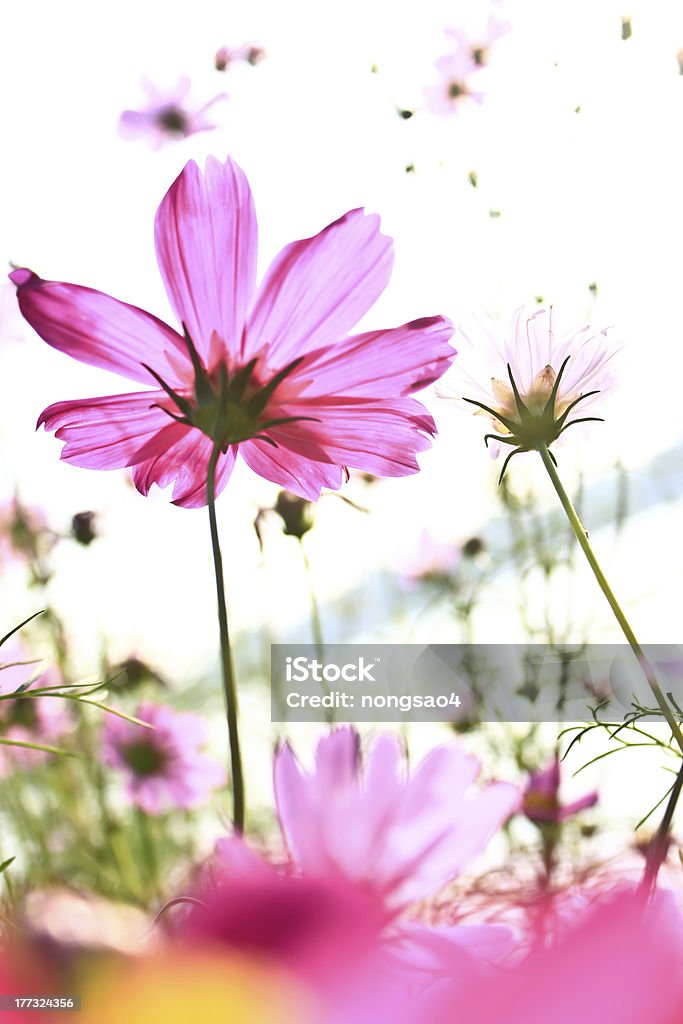 Pink Cosmos Flowers on White Background Asia Stock Photo