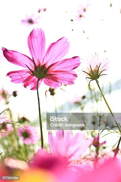 Pink Cosmos Flowers On White Background Stock Photo - Download Image Now - Asia, Autumn, Backgrounds