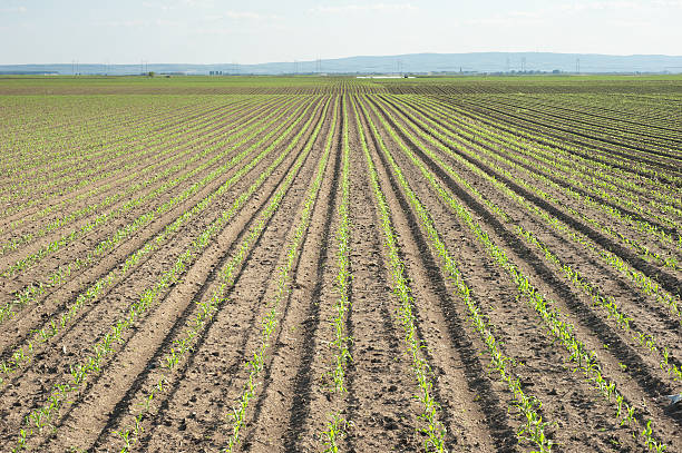 istock Landscape of corn field 177324386