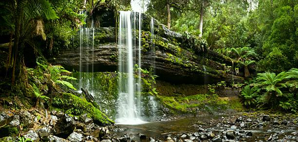 cataratas russell, parque nacional mount field - rainforest waterfall australia forest fotografías e imágenes de stock
