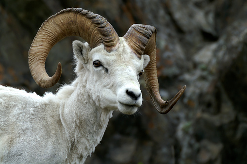 Head shot of a Dall Sheep standing along mountain side, Chugach Mountain Range, Turnagain Arm, Alaska.
