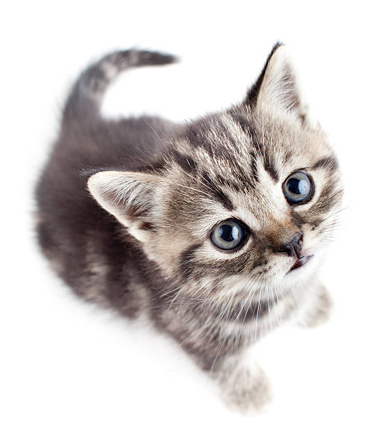 istock little baby kitten looking upwards top view 177324966