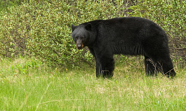 Młody Niedźwiedź czarny na trawie – zdjęcie