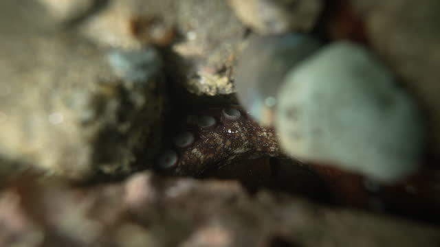 Underwater shot of an octopus hiding in-between rocks