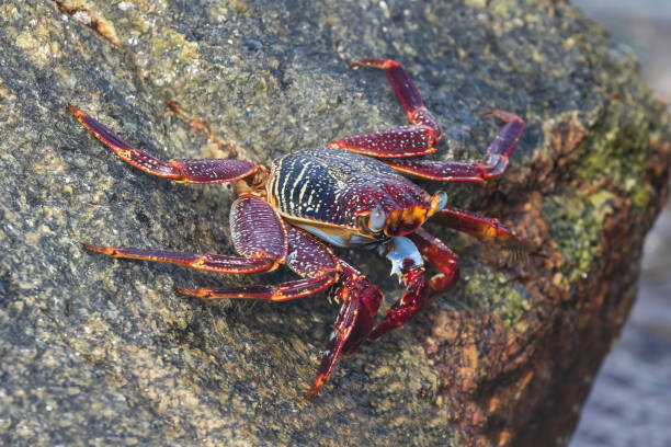 istock Red Rock Crab (Sally Lightfoot Crab) close up, on rock. 1773250970