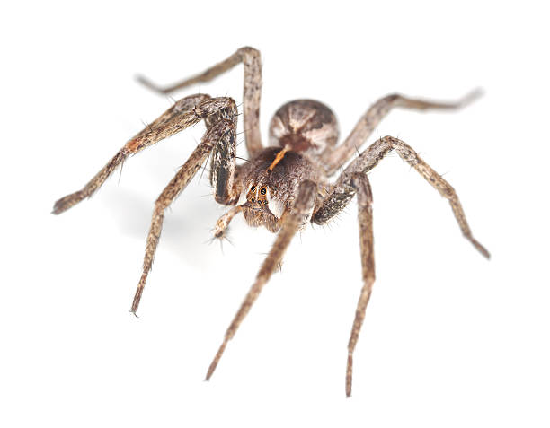 istock Wolf spider isolated on white background, macro photo 177325107