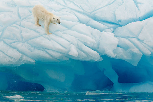 polar bear balancing - insel spitzbergen stock-fotos und bilder