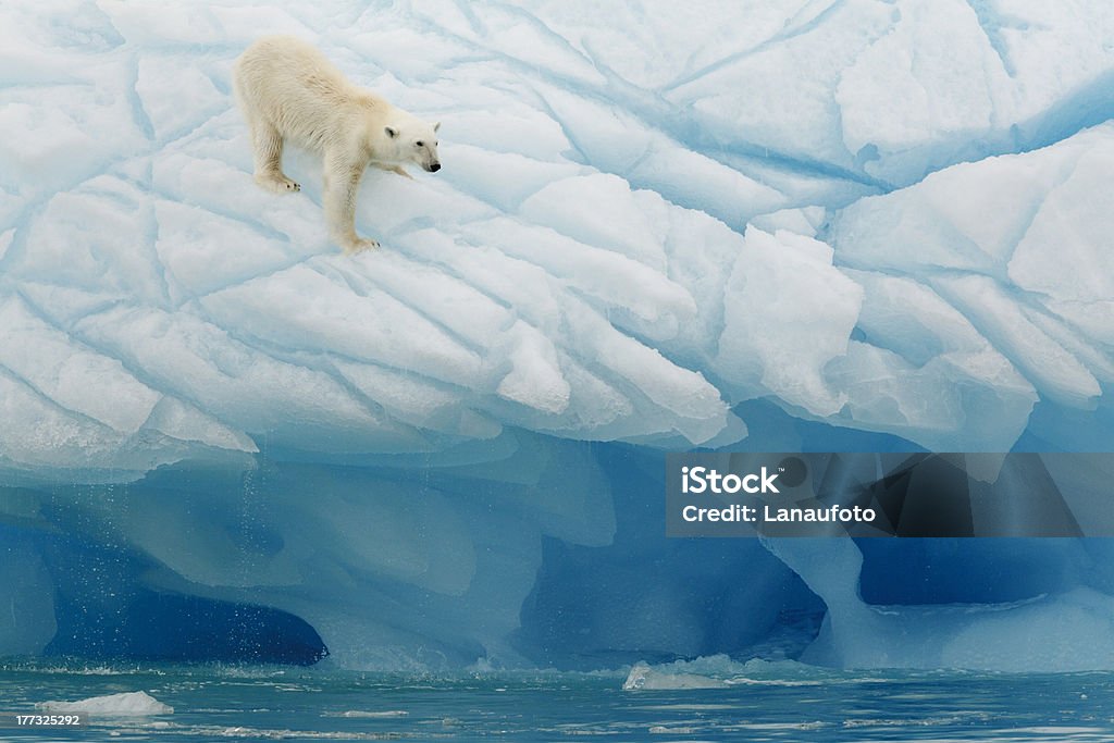 Polar Bear Balancing "Polar bear photographed in the Svalbards islands, Norway" Polar Bear Stock Photo