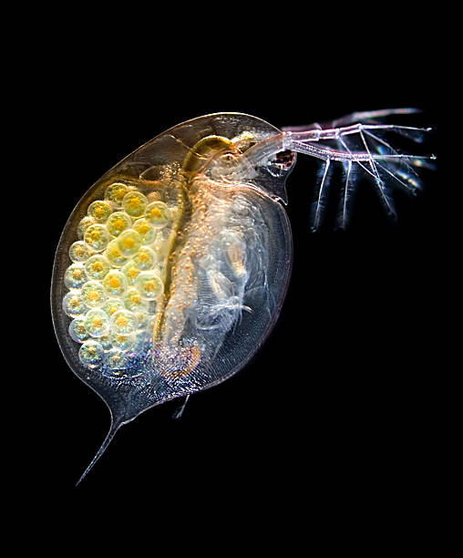 daphnia-водяная блоха - pond life стоковые фото и изображения