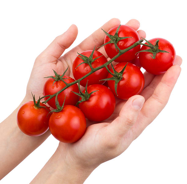 istock Tomatoes cherry on a green branch in female hands 177325433