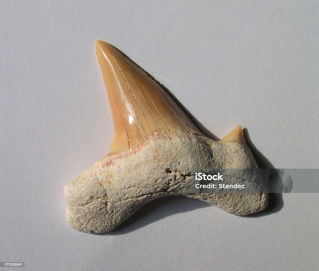 50 Millionen Jahre alten fossil'Haifischzahn -. - Lizenzfrei Fossil Stock-Foto