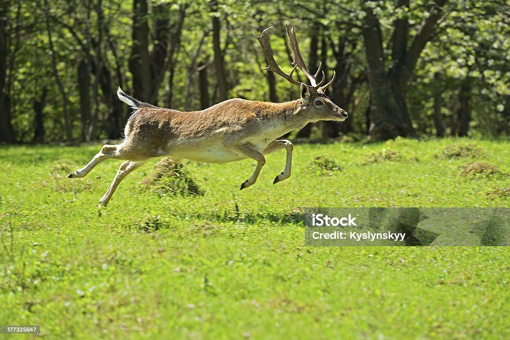 Roe deer Adult Stock Photo