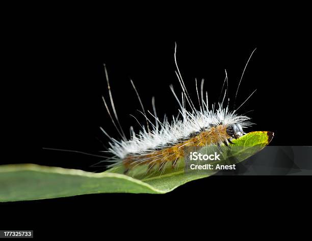 Photo libre de droit de À Longs Poils Hirsutes Pelés Chenille Sur Feuille De Bord banque d'images et plus d'images libres de droit de Animal invertébré