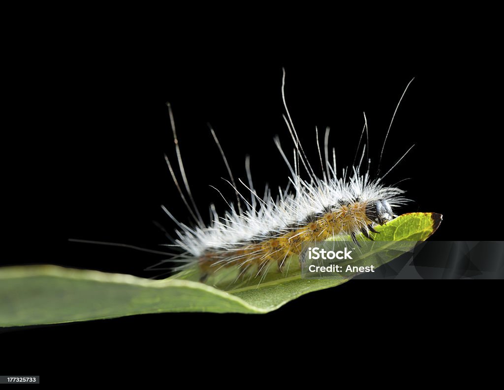 Shaggy vermin caterpillar on leaf edge Macro of Hyphantria cunea larva on green leaf isolated on black Animal Stock Photo