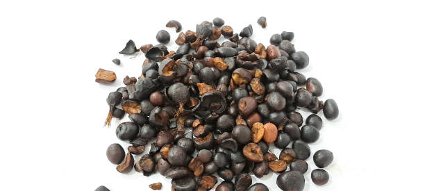 istock Palm kernal seeds with uncracked kernals and thick shells 1773257565