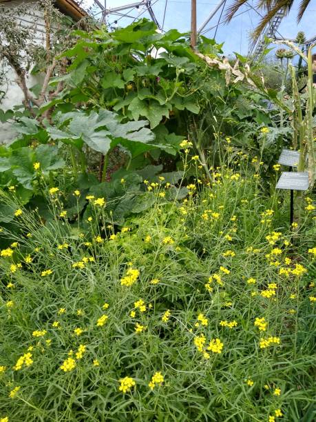 Plants and flowers from Wolverhampton to Eden project  poppies.dwarf sunflowers