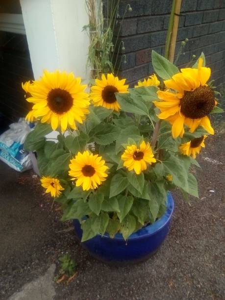 Plants and flowers from Wolverhampton to Eden project  poppies.dwarf sunflowers