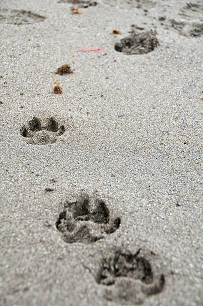 the footsteps stock photo