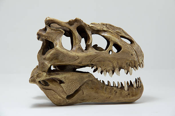 istock Tyrannosaurus skull model 177325894