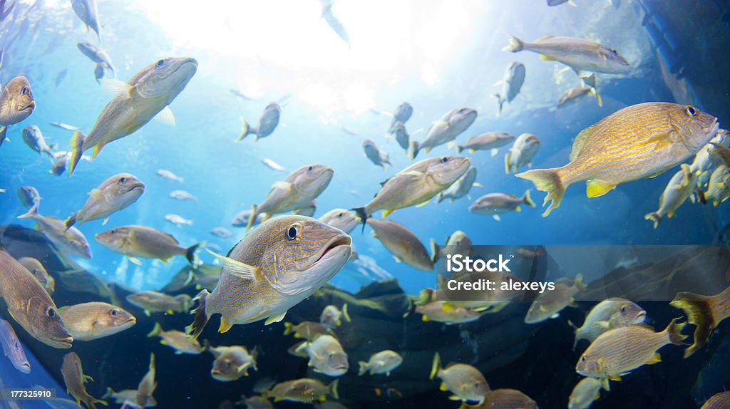 School of Fish Underwater closeup image of a school of fish Blue Striped Grunt Stock Photo