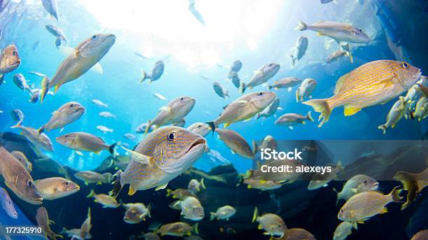 School Of Fish Stock Photo - Download Image Now - Blue Striped Grunt, Animal, Animal Fin