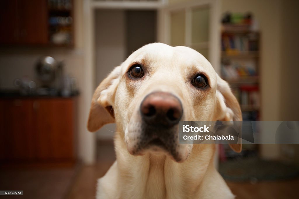 Chien à la maison - Photo de Chien libre de droits