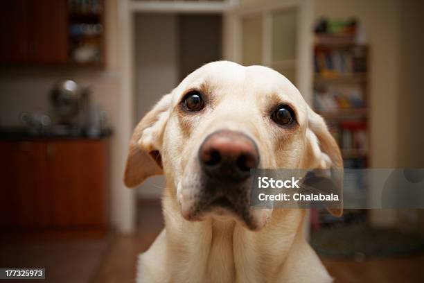 Собака At Home — стоковые фотографии и другие картинки Кухня - Кухня, Собака, Ждать