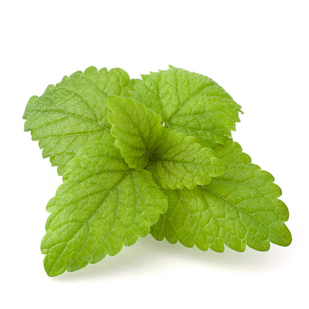 Peppermint Peppermint or  mint isolated on white background relish green food isolated stock pictures, royalty-free photos & images