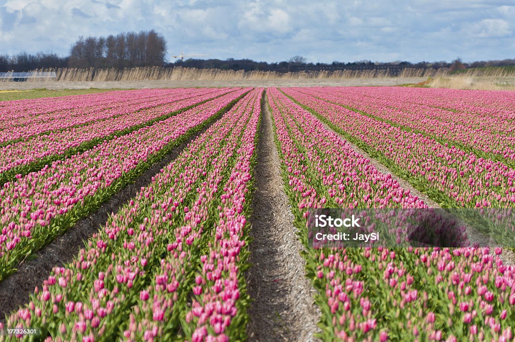 Hermoso campo de tulipán rosa - Foto de stock de Abril libre de derechos