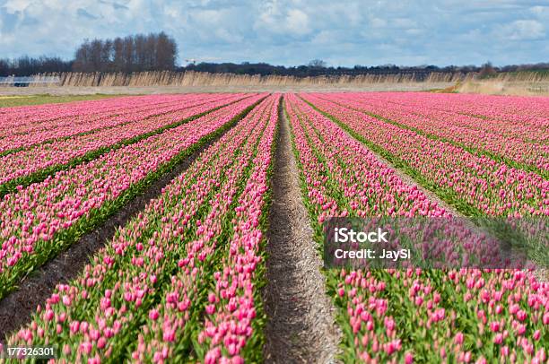 Hermoso Campo De Tulipán Rosa Foto de stock y más banco de imágenes de Abril - Abril, Agricultura, Aire libre