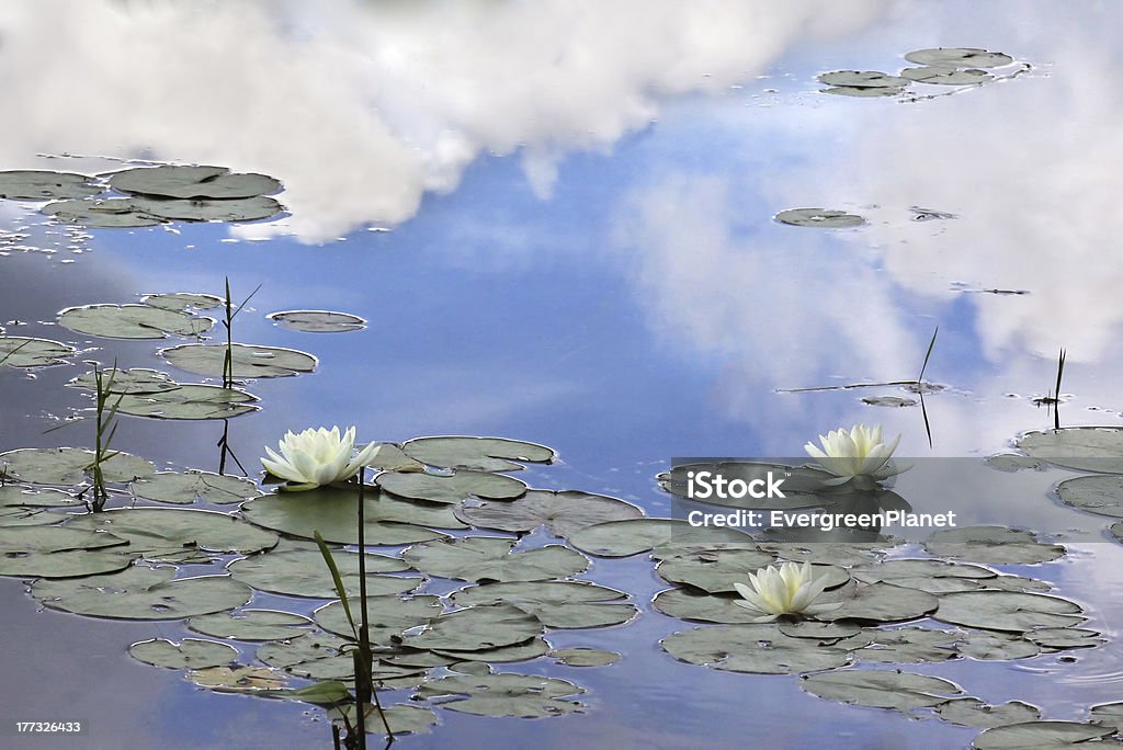 Waterlily lake reflecting sky Lake reflecting sky and cloud with three waterlily flowers Aquatic Organism Stock Photo