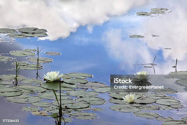 Waterlily Lake Reflecting Sky Stock Photo - Download Image Now - Aquatic Organism, Blue, Cloud - Sky