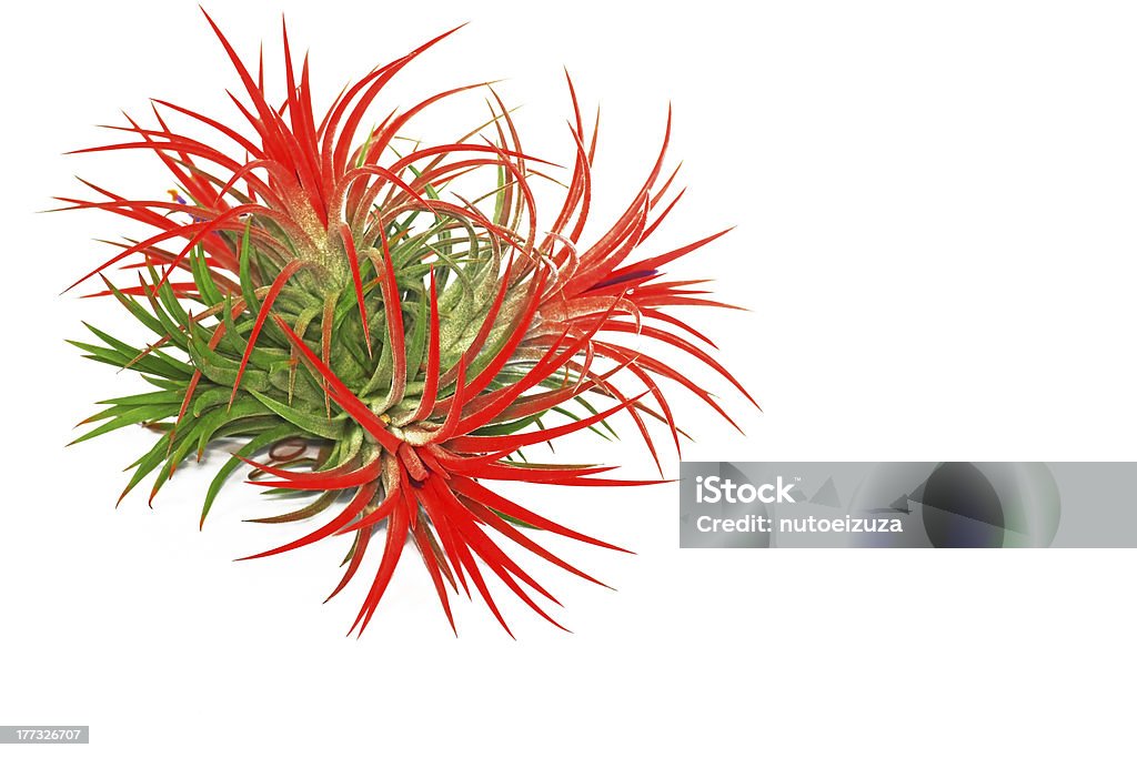 Tillandsia Tillandsia on white background. Exoticism Stock Photo