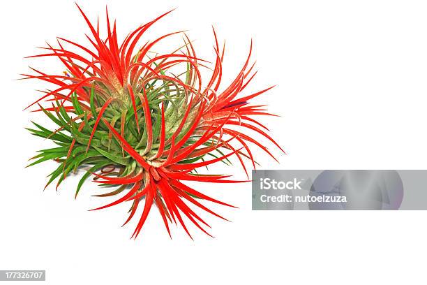 Tillandsia Stock Photo - Download Image Now - Exoticism, Flower, Horizontal