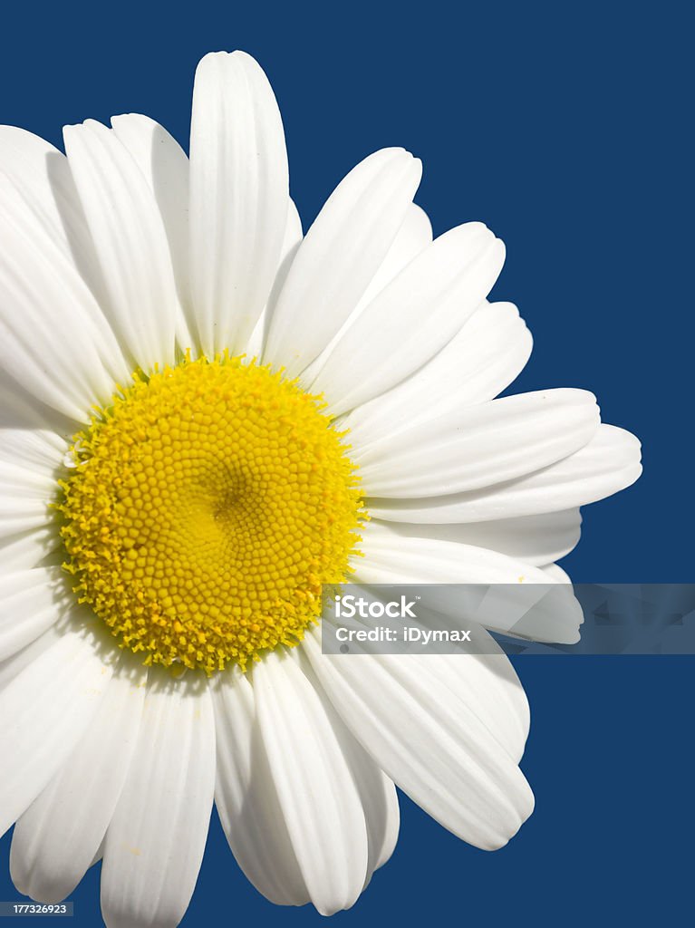 Fleur de Marguerite isolé sur bleu - Photo de Blanc libre de droits