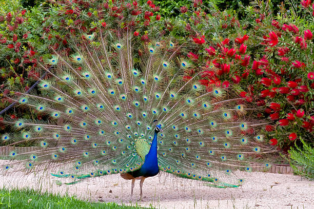 istock Beautiful male peacock showing it's feathers. 177327026