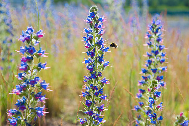 salvia pratensis fleurs de prairie - flower blumenwiese meadow flower head photos et images de collection