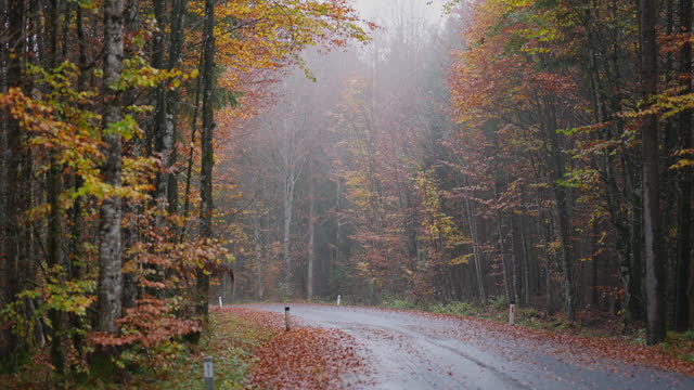 Road through the forest in autumn after the rain