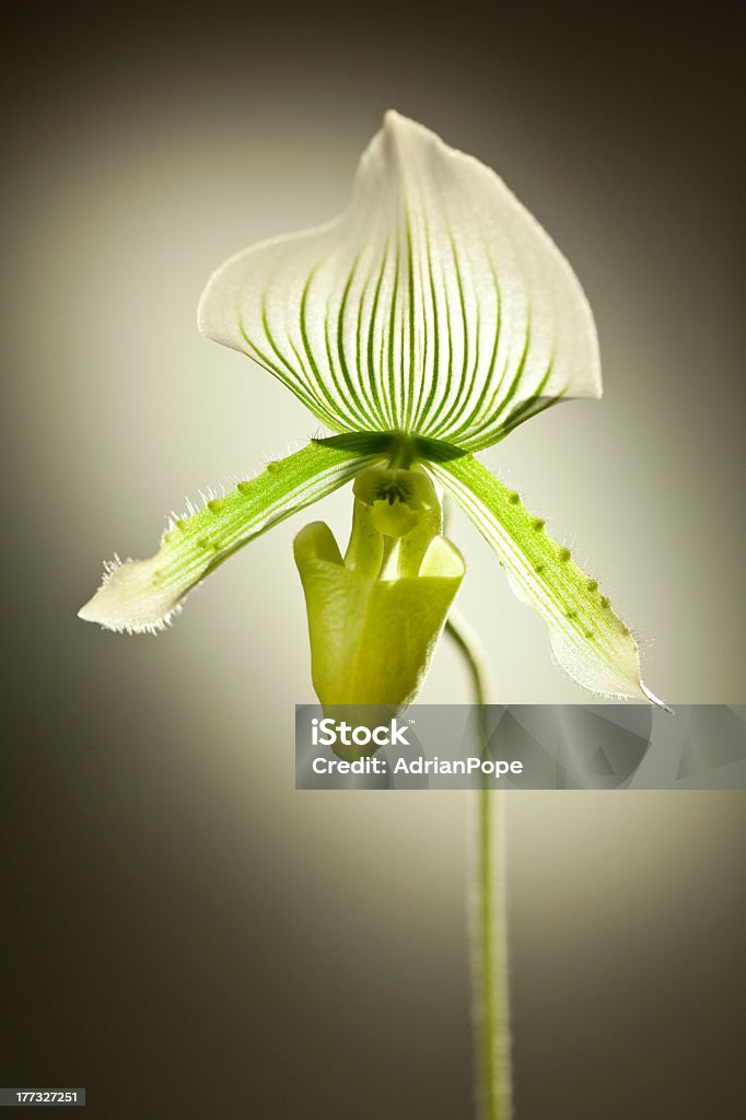 Orchid Paphiopedilum Maudiae - Zbiór zdjęć royalty-free (Bez ludzi)