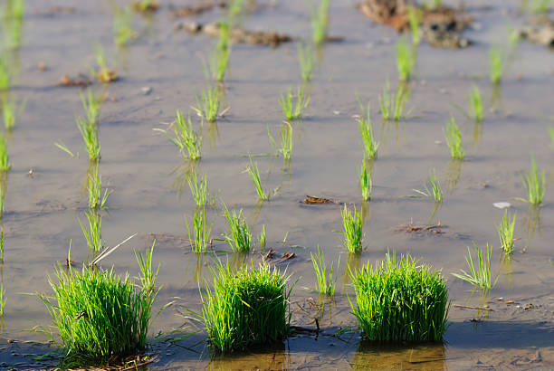 paddy rice field stock photo