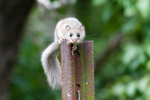 dormouse sitting on a rusty iron post and looking around.