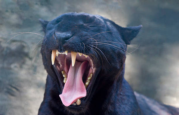 istock fangs of a black panther 177327727