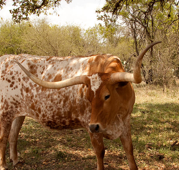 красный и белый техасский длиннорогий воловью кожу - bull texas longhorn cattle horned white стоковые фото и изображения