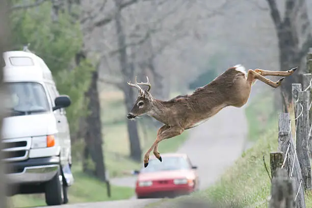 Whitetail buck deer jumping fence in frount of vehicles cars