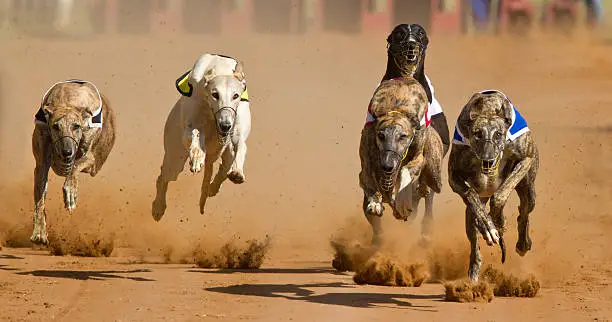 5 greyhounds racing together