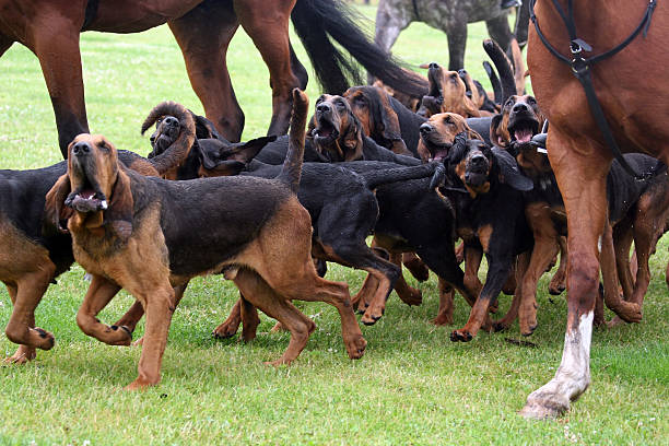 bloodhound hunting pack of bloodhounds between horses on a hunt bloodhound stock pictures, royalty-free photos & images