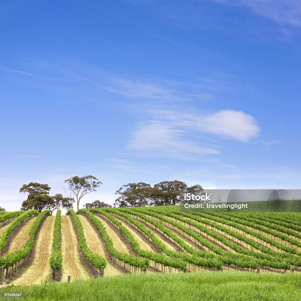 Виноградник в Южной Австралии Площадь - Стоковые фото Долина роялти-фри