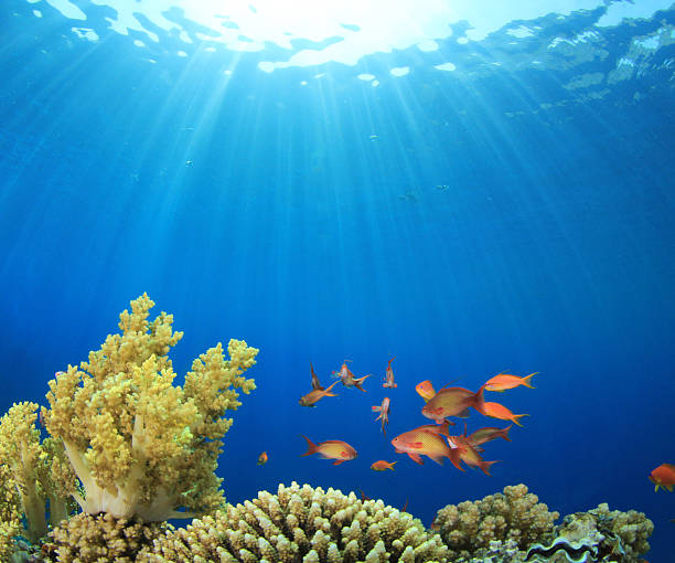 istock Coral and Fish in the Ocean 177328821